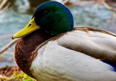 Drake mallard portrait.jpg