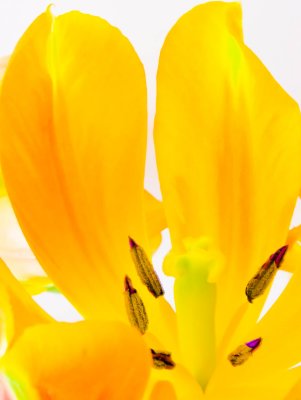 Shrinking petals.jpg