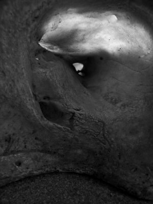 Half skull (baboon) hidden passages.jpg