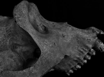 Half skull (baboon) 6.jpg