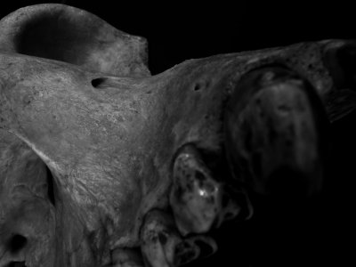 Half skull (baboon) 8.jpg