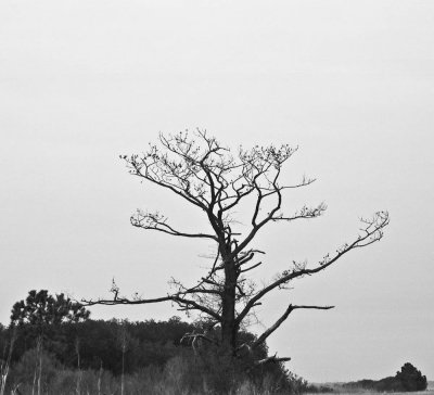 Dead tree, Colonial Parkway, Virginia, 2010.jpg