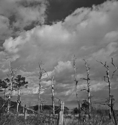 Dead trees and marsh, Eastern Shore, Virginia, 2010.jpg
