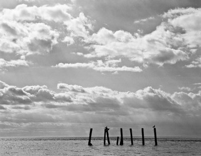 Two seagulls, Eastern Shore, Virginia, 2010.jpg