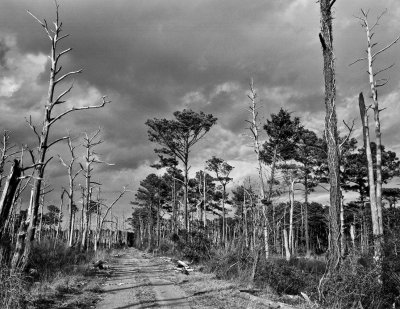 Road into the woods, Eastern Shore, Virginia, 2010.jpg