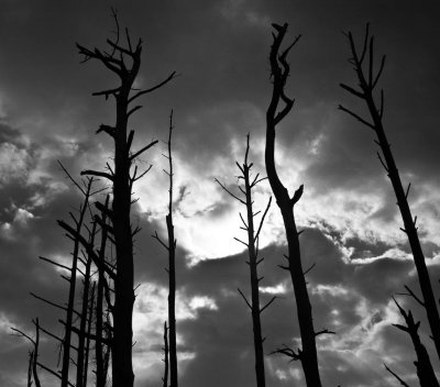 The skeletons of dead trees reach for light, Eastern Shore, Virginia, 2010.jpg