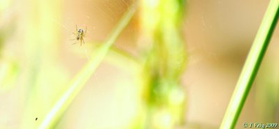 Little spider