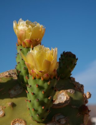 Cactus flowers