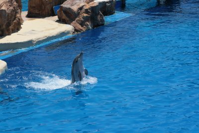 Dolphin Dancing