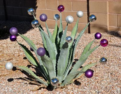Cactus gets decorated