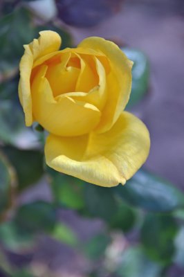 November 28, 2009 Yellow Flower