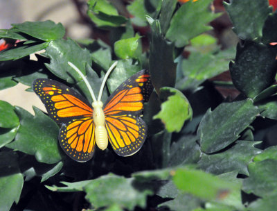 Butterfly in December?