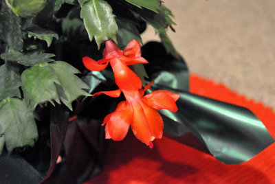Christmas Cactus in bloom