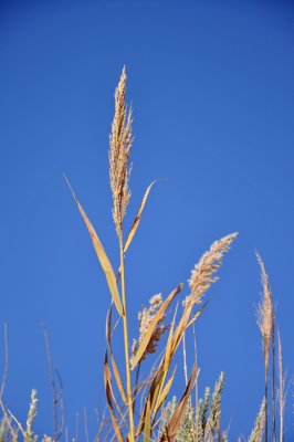 Brissels