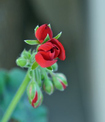 baby-geranimum