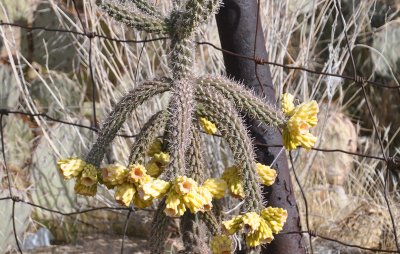 blooming cactus