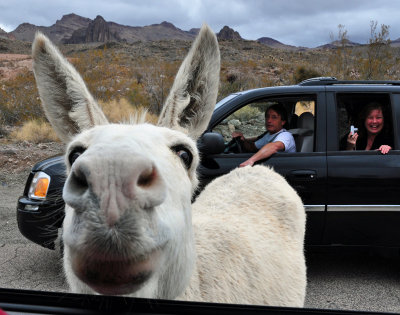 Donkey trying to get into pickup