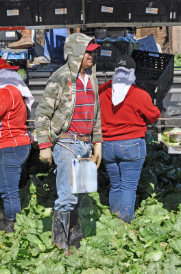 lettuce-boss