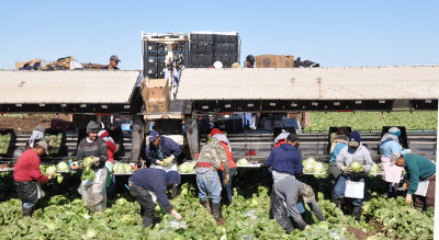 lettuce-workers