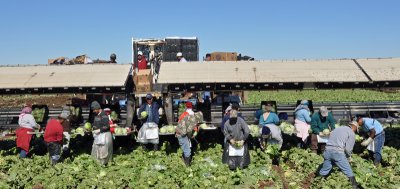 lettuce-workers