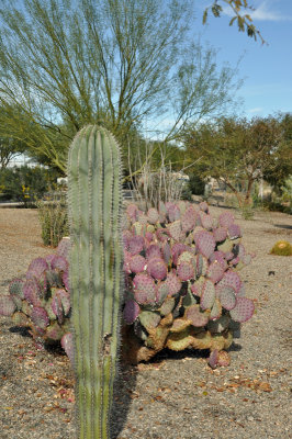 Different cactus'