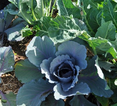 cabbage