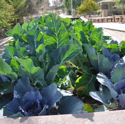 cabbage-and-swiss-chard