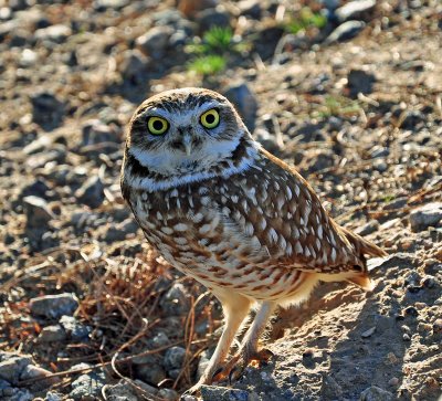 owl