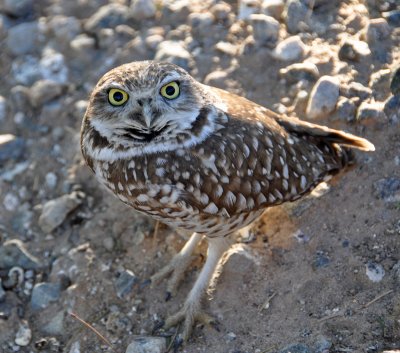  Owl