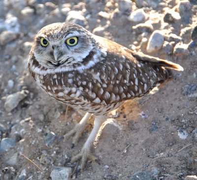 Same old Owl
