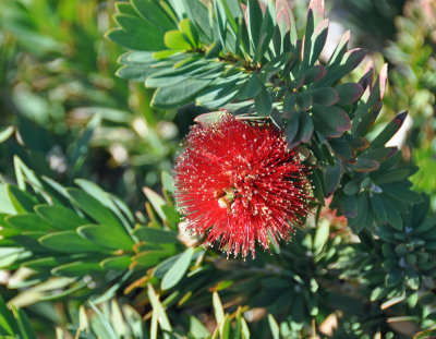 bottle brush