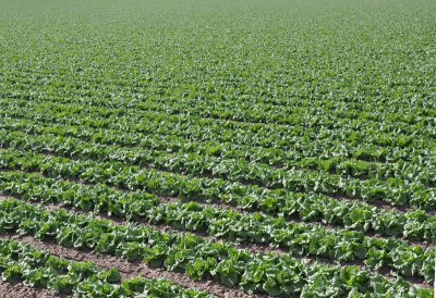 rows and rows of lettuce