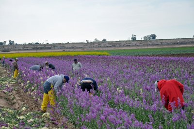 Picking white flowers from purple