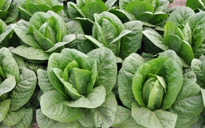 heads-of-lettuce