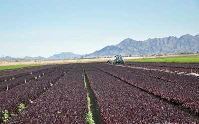 Field of red lettuce