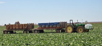 Loaded lettuce boxes