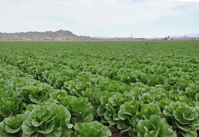 Field of Lettuce