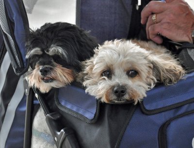 two-dogs-in-stroller
