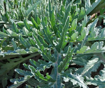 artichokes