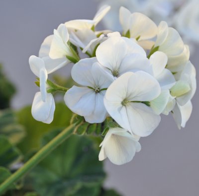 white-geranium