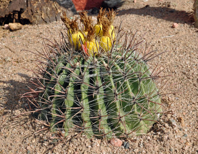 barrel cactus in bloom