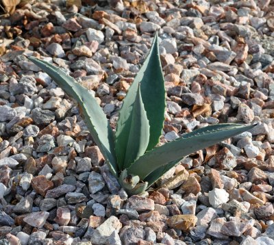 agave pup