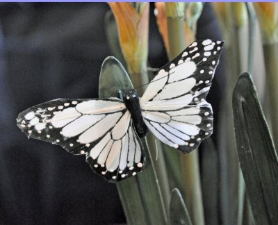 white-butterfly