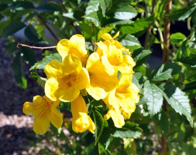 yellow-bells