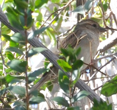 Sparrow
