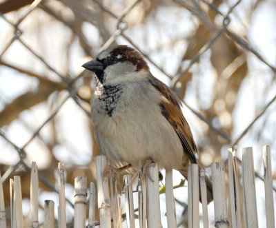 Bird on Fence