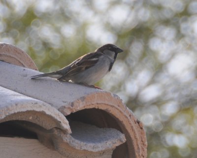 House Sparrow