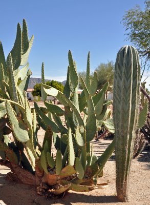 Prickly Pear and Organ Pipe
