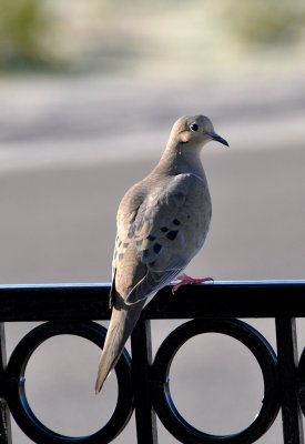 Mama-Dove