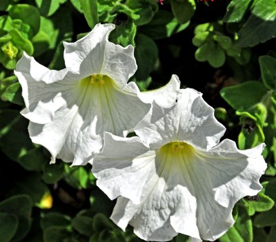 2 white geramiums